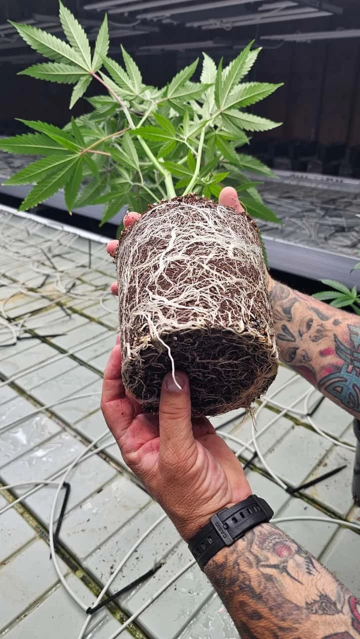 Healthy root ball of a cannabis teen plant
