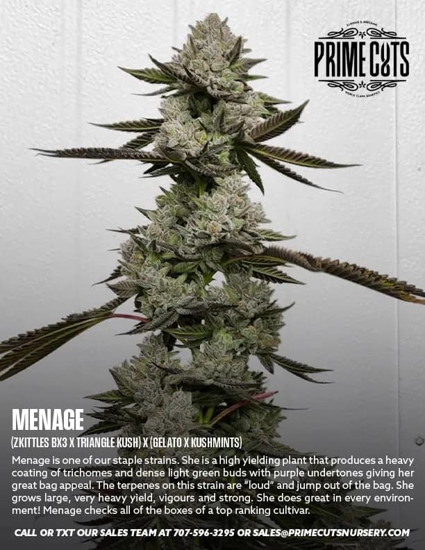 Menage cannabis clones