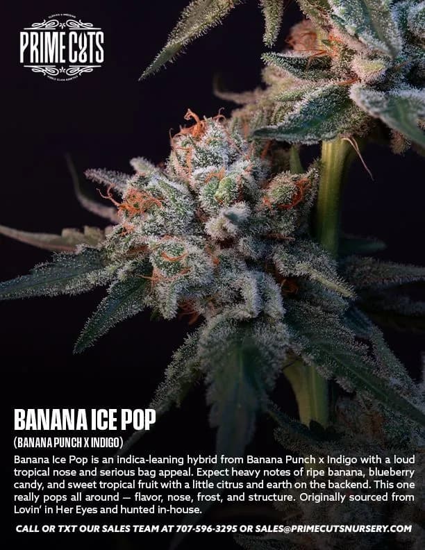 Banana Ice Pop cannabis clones