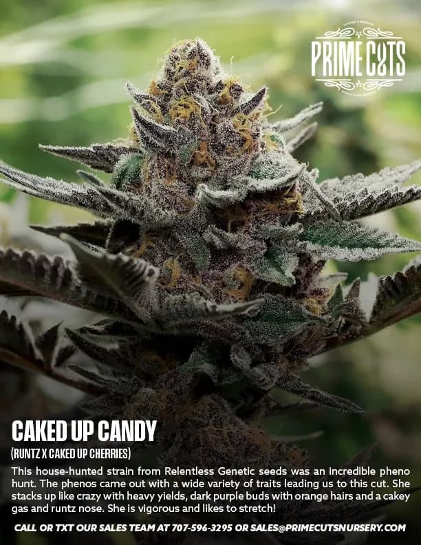 Caked Up Candy cannabis clones