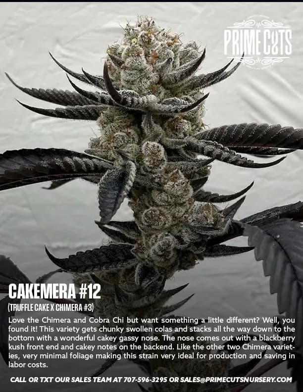 Cakemera #12 cannabis clones