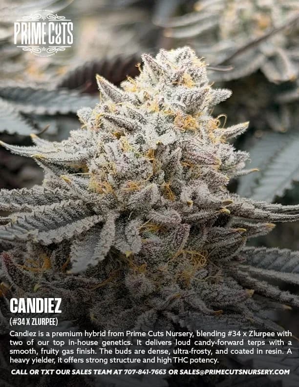 Candiez cannabis clones