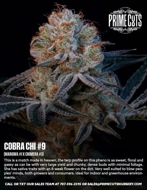 Cobra Chi cannabis clones