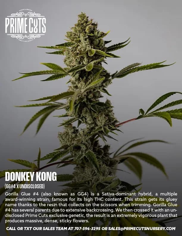 Donkey Kong cannabis clones
