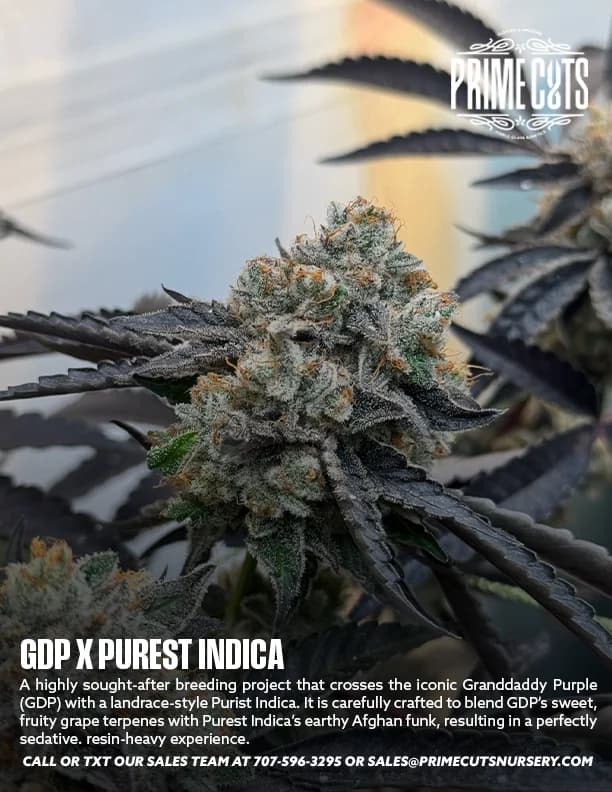 GDP x Purest Indica cannabis clones