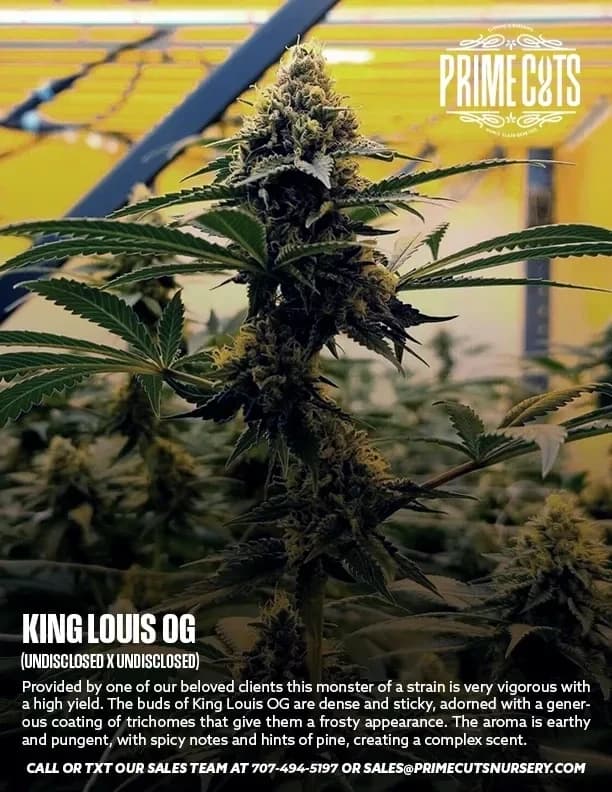 King Louis OG cannabis clones