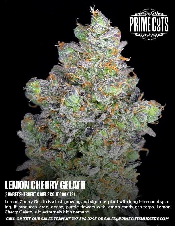 Lemon Cherry Gelato cannabis clones