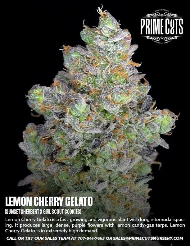 Lemon Cherry Gelato cannabis clones