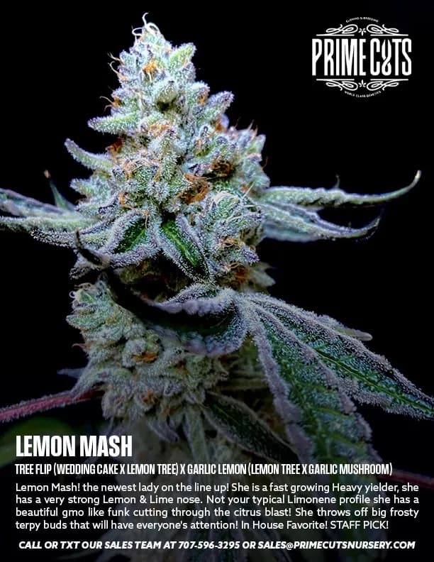 Lemon Mash cannabis clones