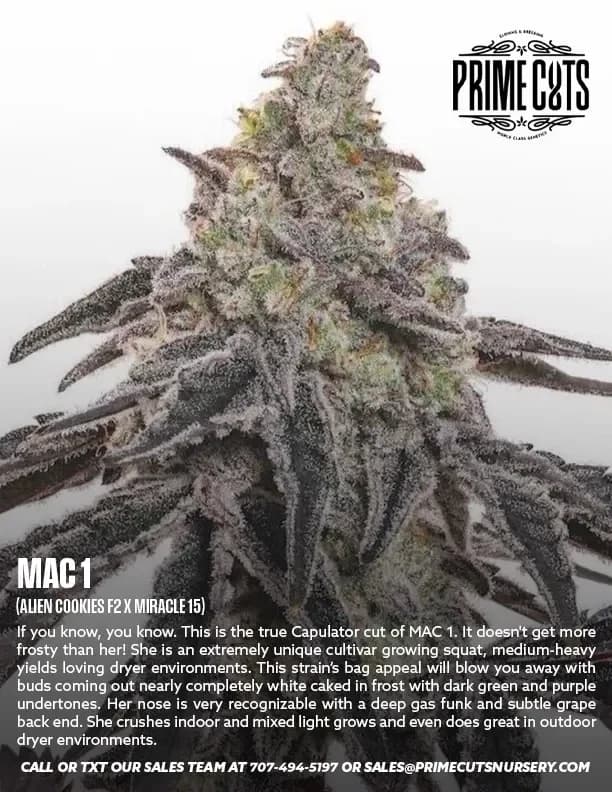 MAC 1 cannabis clones