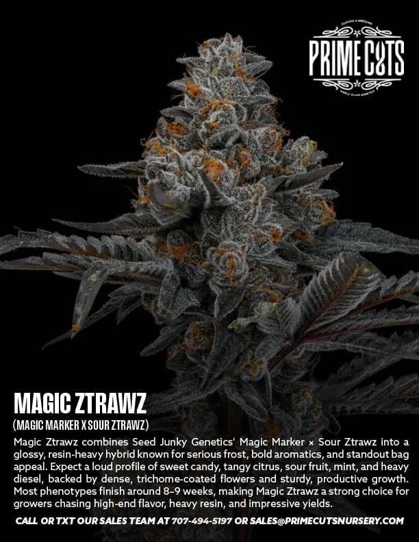 Magic Ztrawz cannabis clones