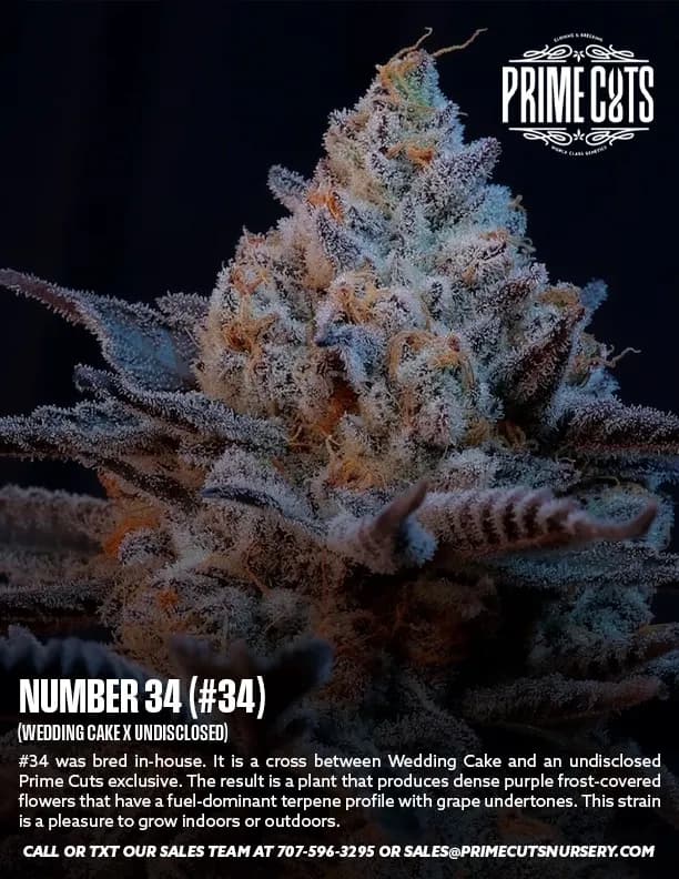 #34 cannabis clones