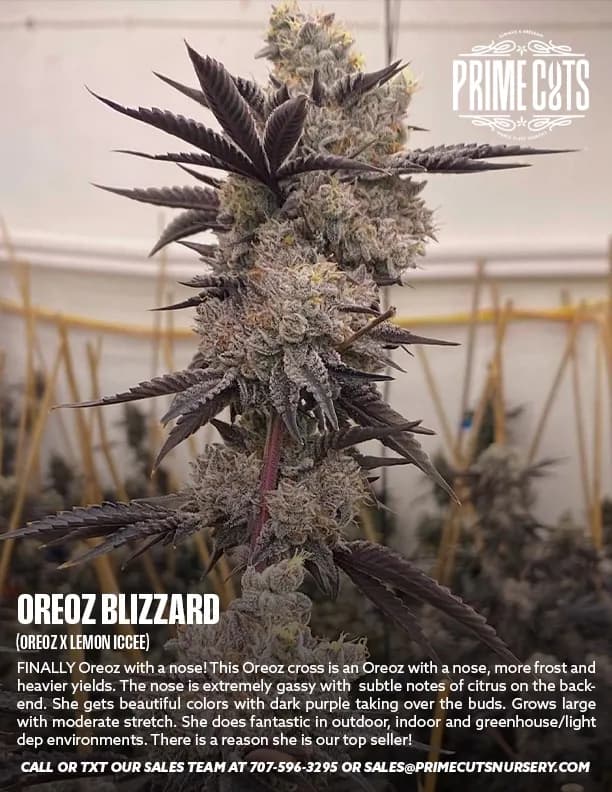 Oreoz Blizzard cannabis clones