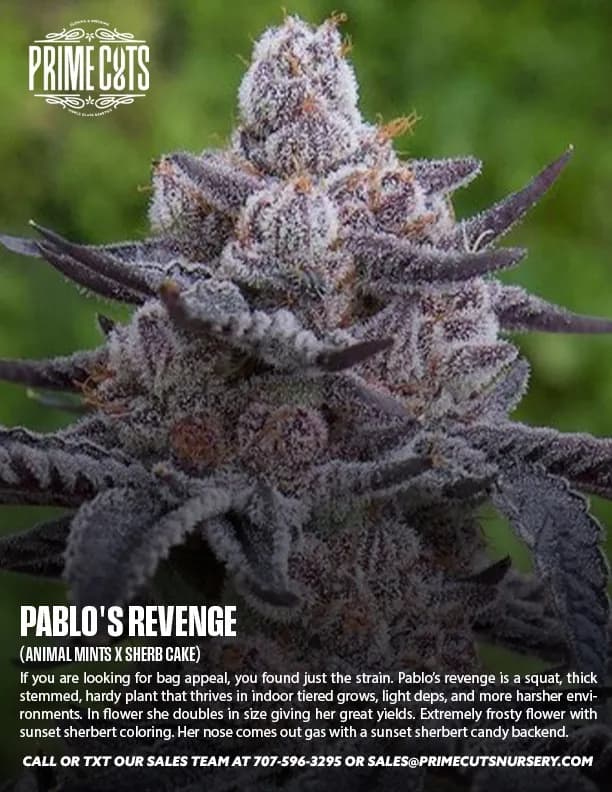 Pablo's Revenge cannabis clones