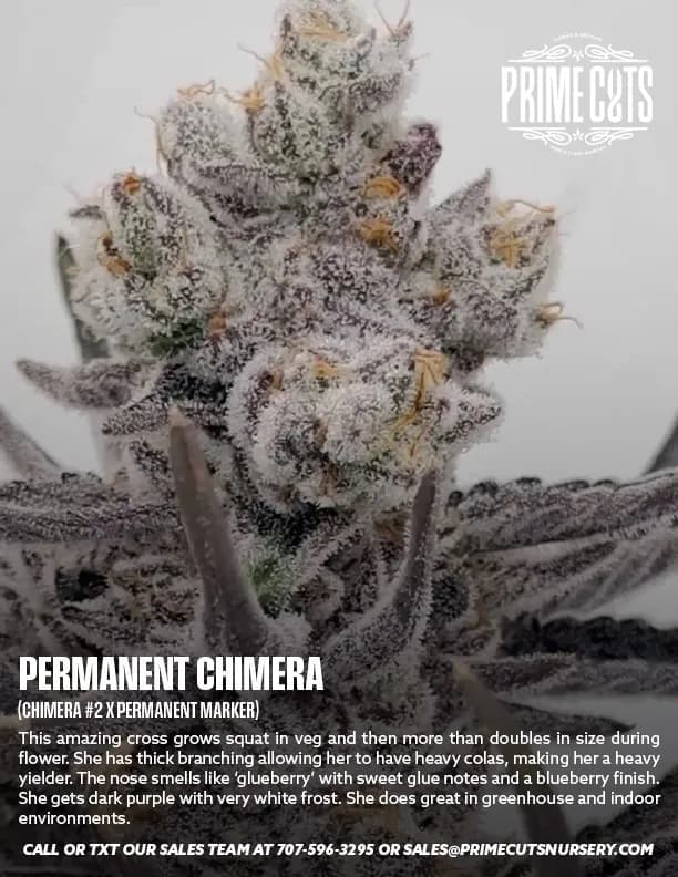 Permanent Chimera cannabis clones
