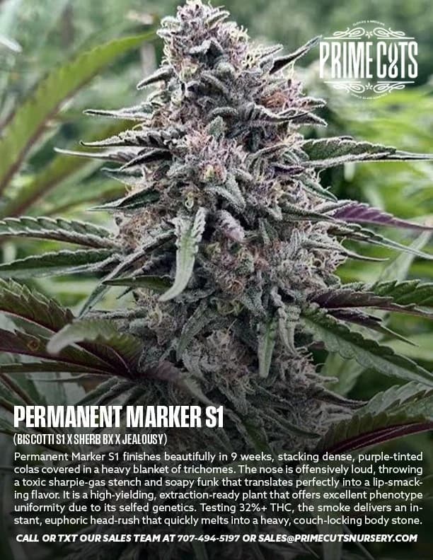 Permanent Marker S1 cannabis clones