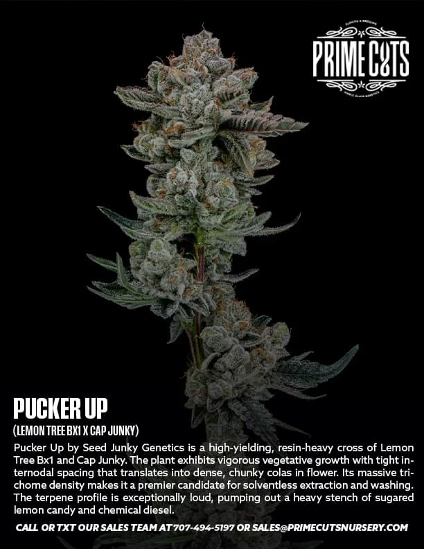 Pucker Up cannabis clones