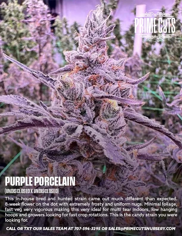 Purple Porcelain cannabis clones