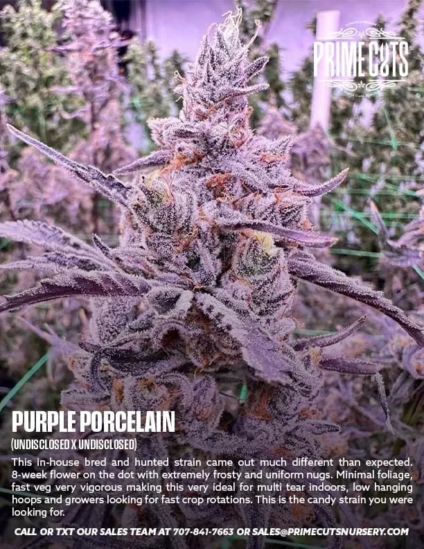 Purple Porcelain cannabis clones