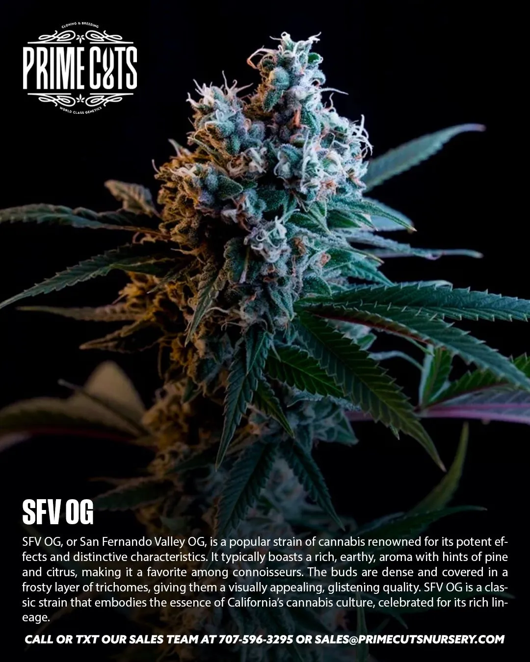SFV OG cannabis clones