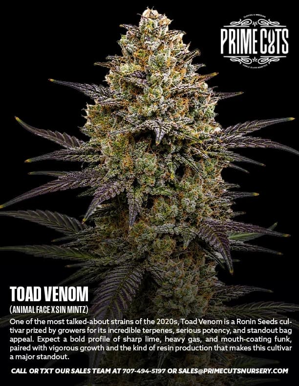 Toad Venom cannabis clones