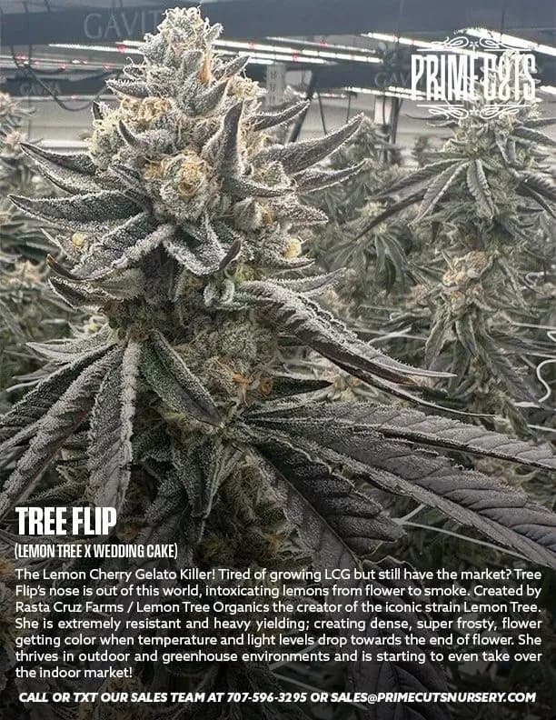 Tree Flip cannabis clones