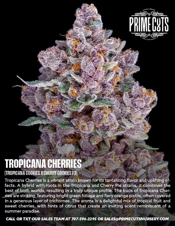 Tropicana Cherries cannabis clones