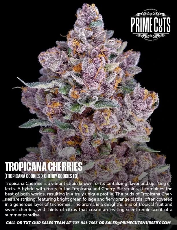 Tropicana Cherries cannabis clones