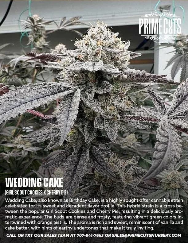 Wedding Cake cannabis clones