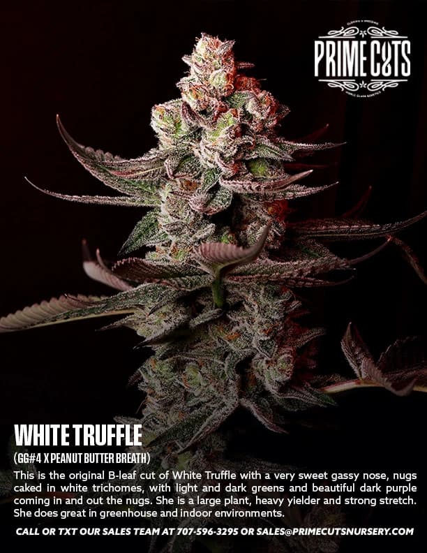 White Truffle cannabis clones