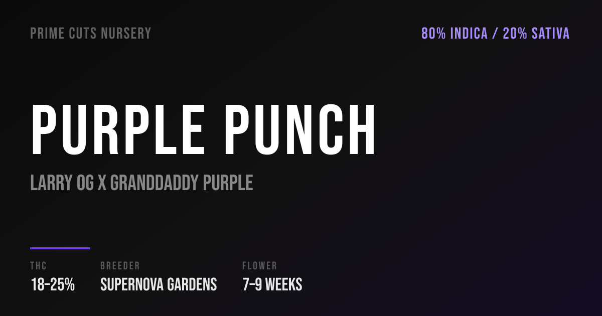 Purple Punch Strain – Grow Guide & Genetics | Prime Cuts Nursery