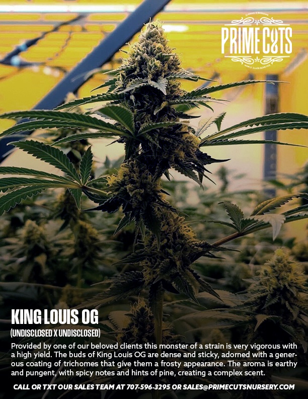 King Louis OG cannabis clone from Prime Cuts Nursery