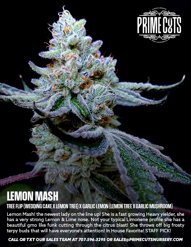 Lemon Mash cannabis clone from Prime Cuts Nursery