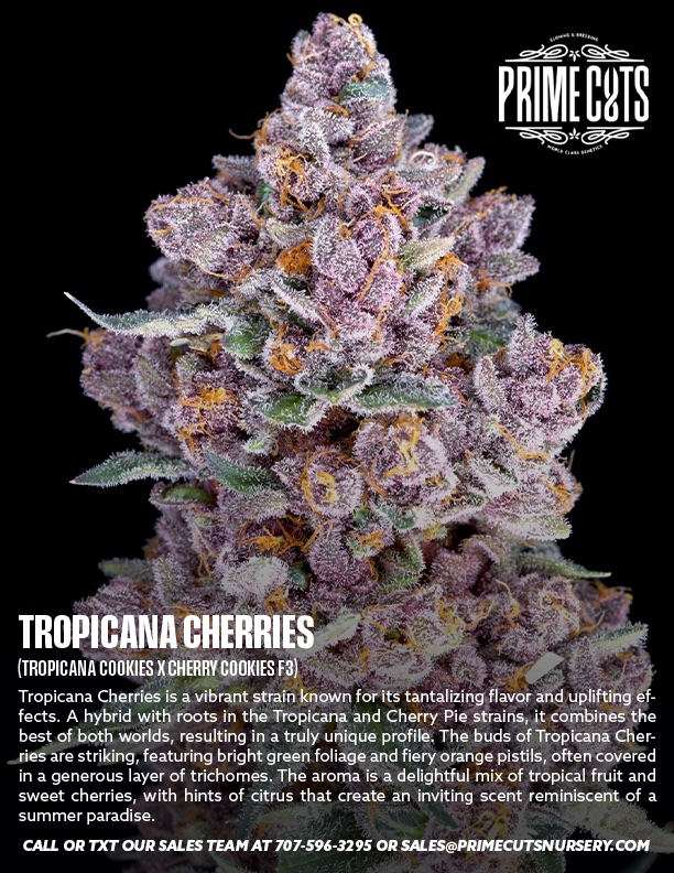 Tropicana Cherries cannabis clone from Prime Cuts Nursery