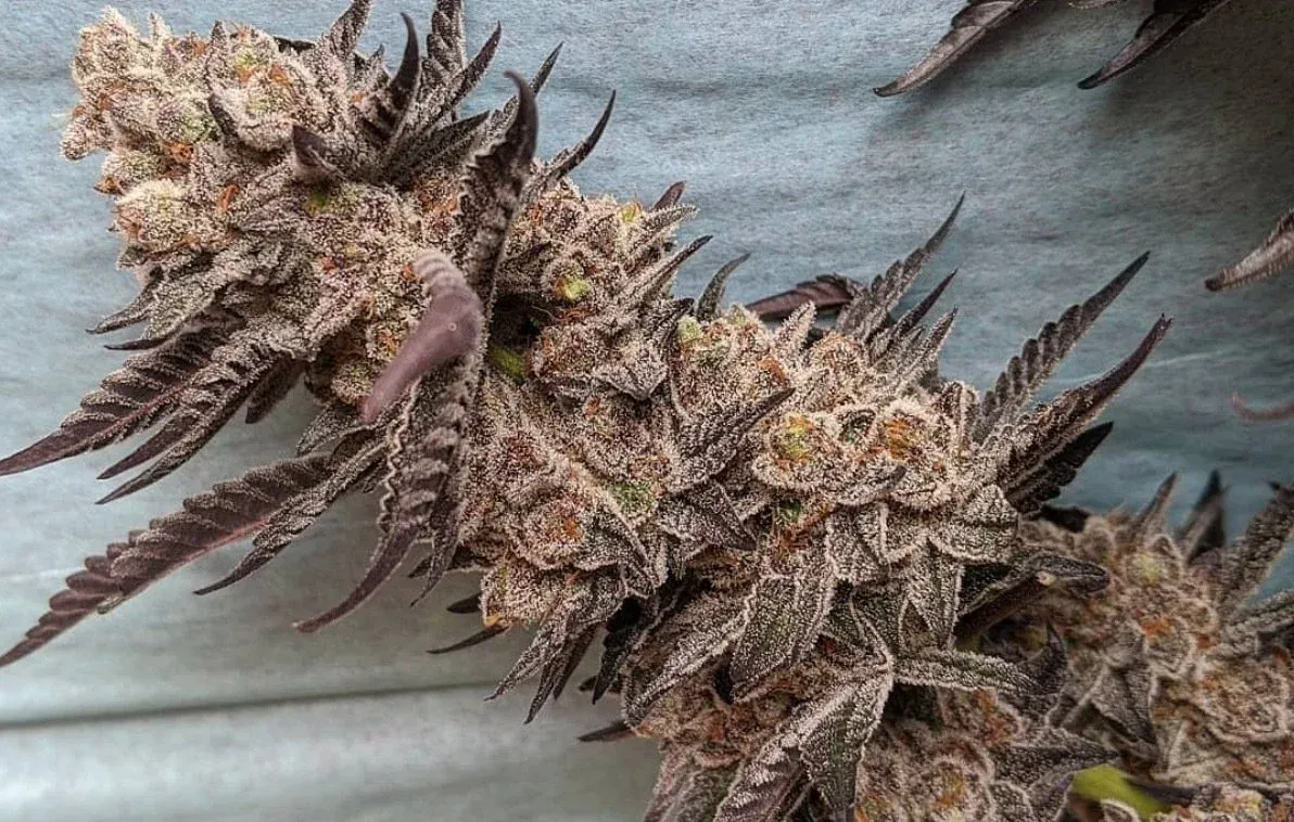 Candiez Cannabis Clones for Sale | Prime Cuts Nursery