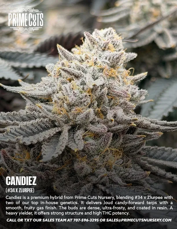 Candiez Cannabis Clones for Sale | Prime Cuts Nursery