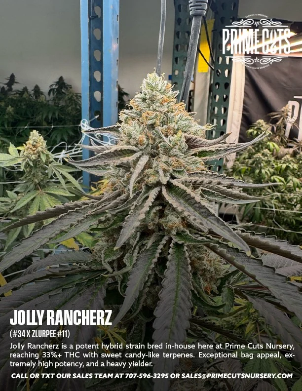Candiez Cannabis Clones for Sale | Prime Cuts Nursery