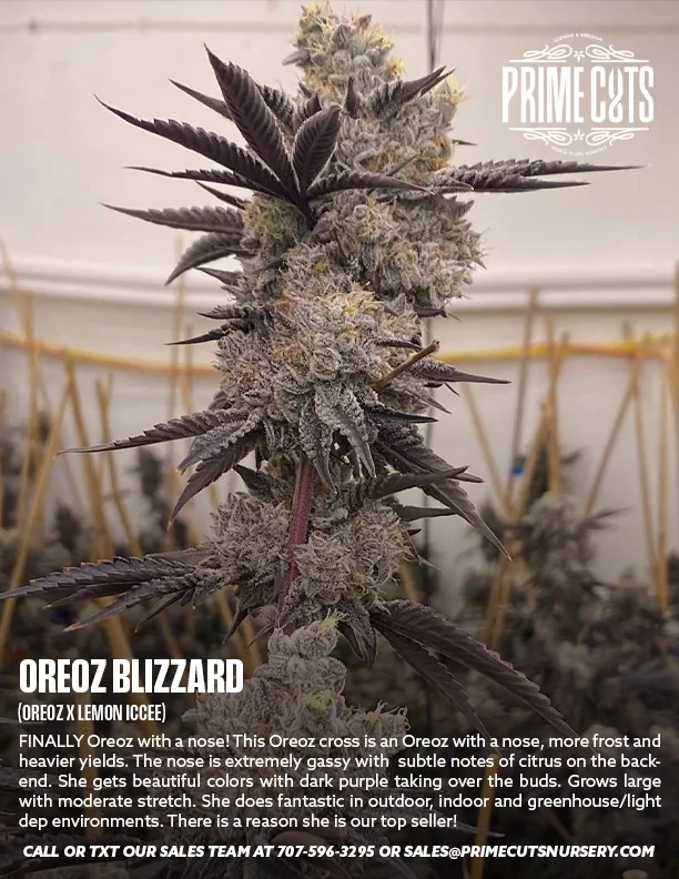 Oreoz Blizzard Cannabis Clones for Sale | Prime Cuts Nursery